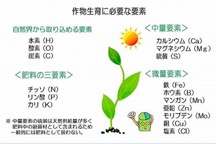 甘蔗追肥用什么肥料好