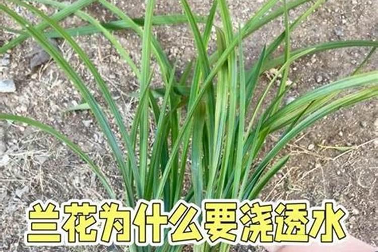 谁能告诉我化肥企业100强都有哪些公司啊谢谢了