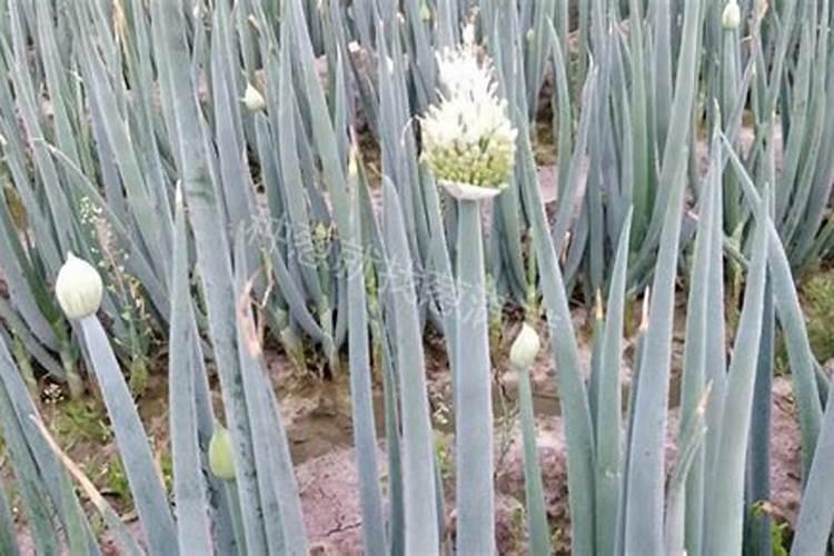 盆栽木槿花开花时能施肥吗