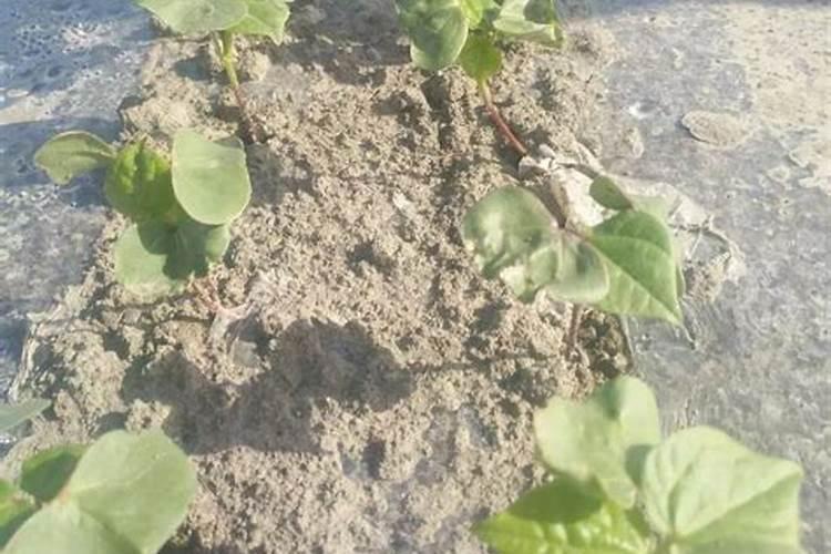 花生开花后施什么肥