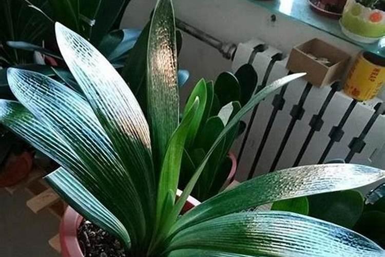 油菜打农药时可以加点尿素吗？