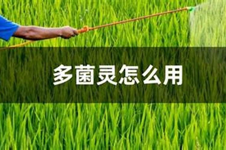 柑橘树什么时候用海澡精