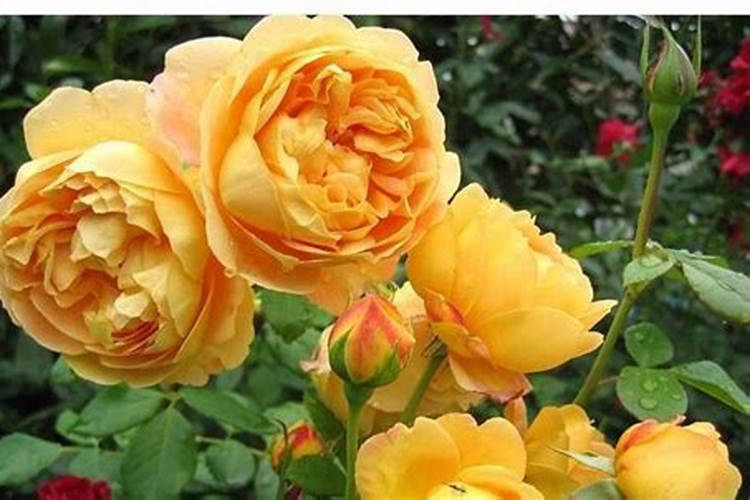 磷钾复合肥有哪些