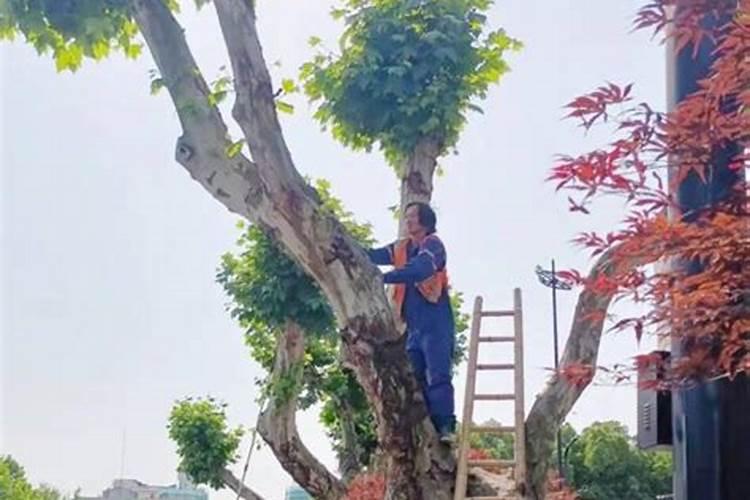 有机复合肥颗粒怎么用