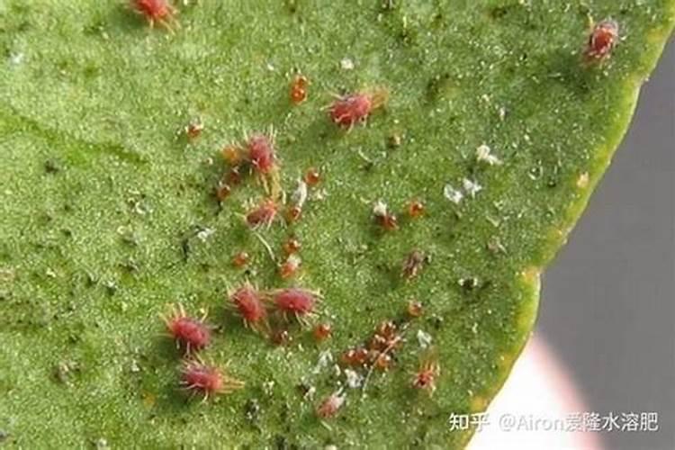 磷肥在土壤中保持多久肥效