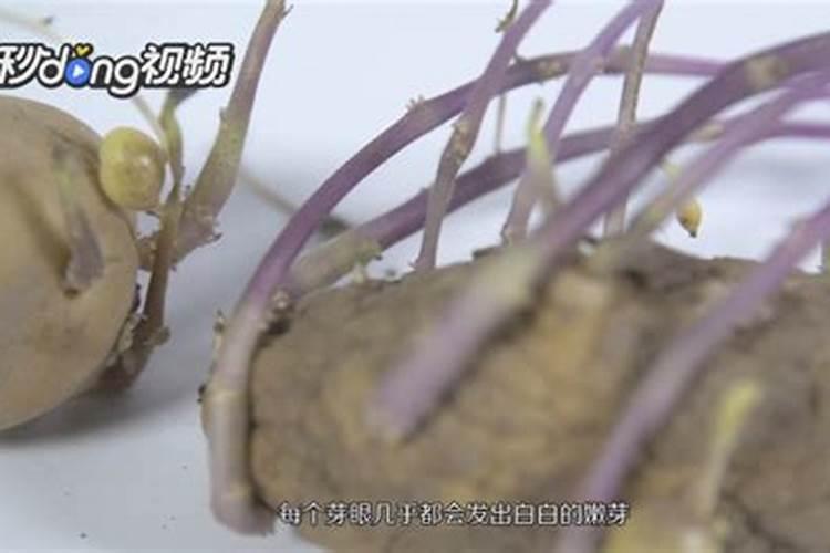 碱性大的地适合种什么农作物