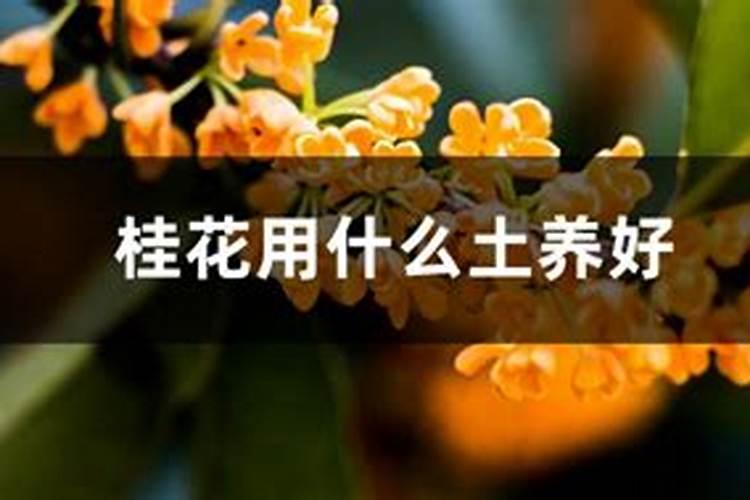 斤水溶肥兑多少水,水溶肥如何使用效果才好