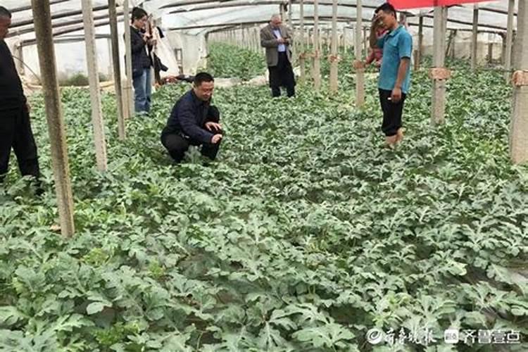 山东省鲁西化工股份有限公司工业园鲁西化工资料
