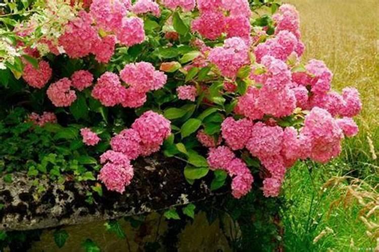 绣球花怎么施肥,绣球花施肥方法