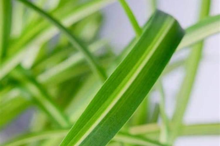 金正大大量元素水溶肥里的钾肥是什么钾？是硝酸钾吗？