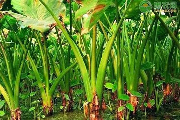 种植蘑菇用什么肥料