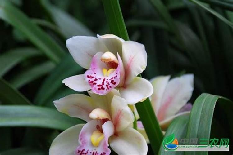 烤烟能过量用腐植酸水溶肥吗