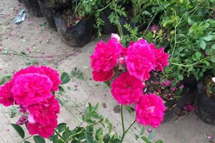 芸苔素打八仙花可以吗？