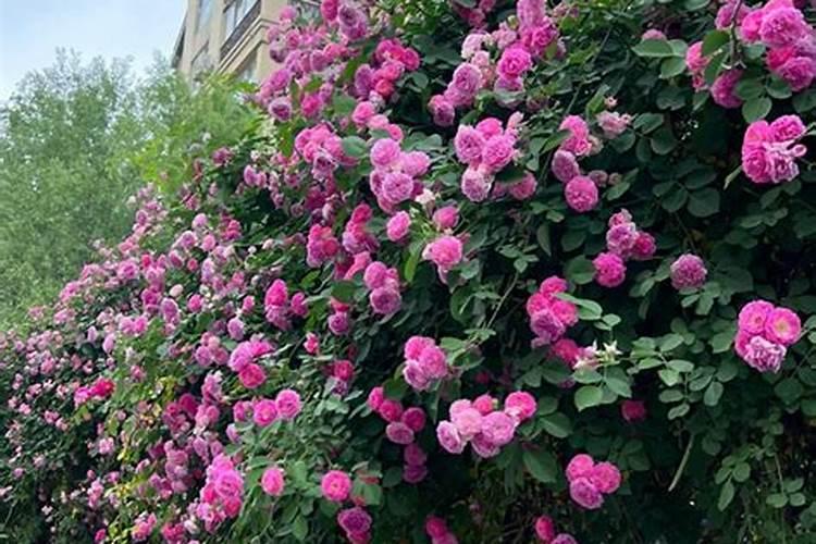 幸福树施什么肥好