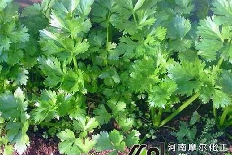 三角梅什么时候种