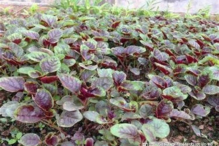 种豆用什么肥料最好