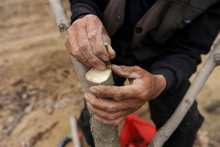 种豆最好的肥料是什么？