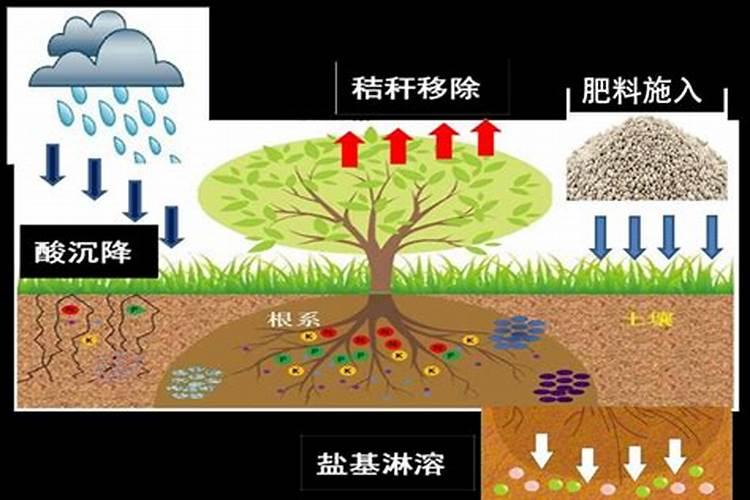 磷钾肥的科学施用方法总结