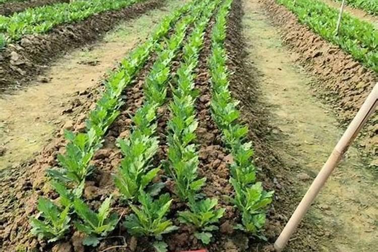 多肉火祭怎么养才好看 需要我们怎么做