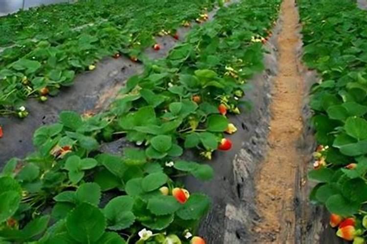 养草莓用什么肥料