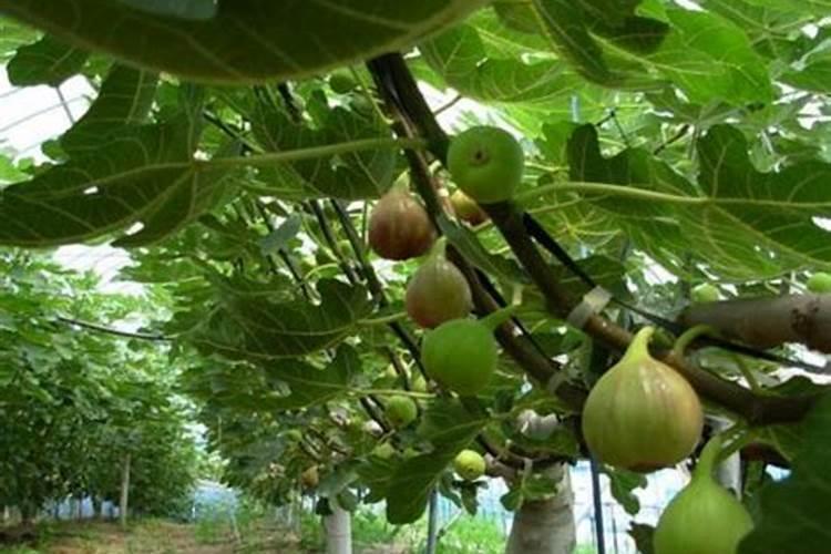 茄子定植后缓苗阶段应怎样管理？