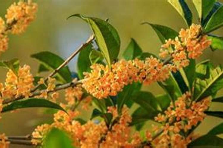 月季花冬季如何施肥效果最好,可以用水溶肥吗？