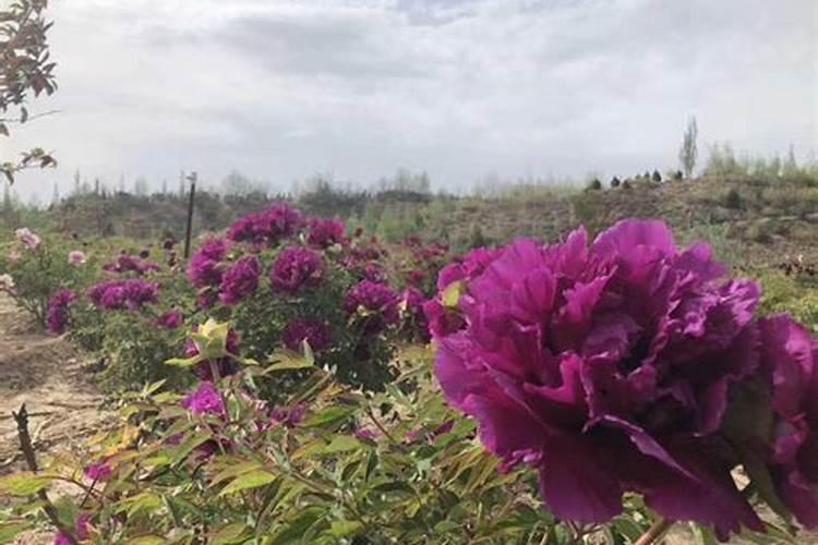 花多多2号给蝴.蝶兰怎么施肥？