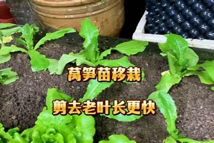 种葱用什么肥料最好