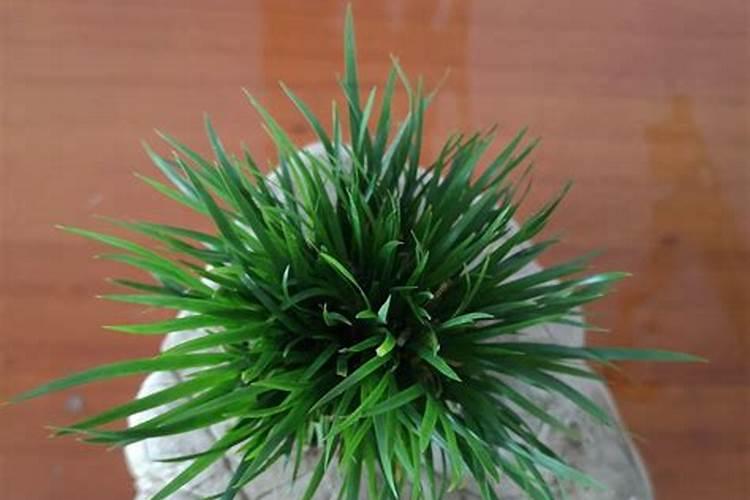 草籽用什么肥料