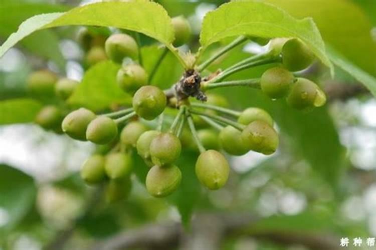 猕猴桃幼果膨大期氮磷钾怎么施肥更合理