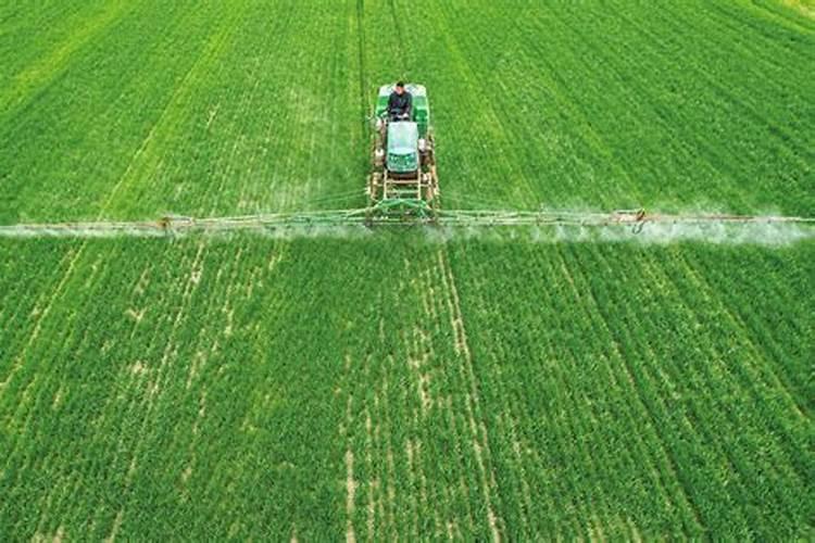 麦地里有燕麦用什么农药能打死