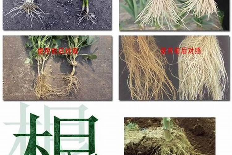 怎样根据豌豆需肥特点进行施肥？