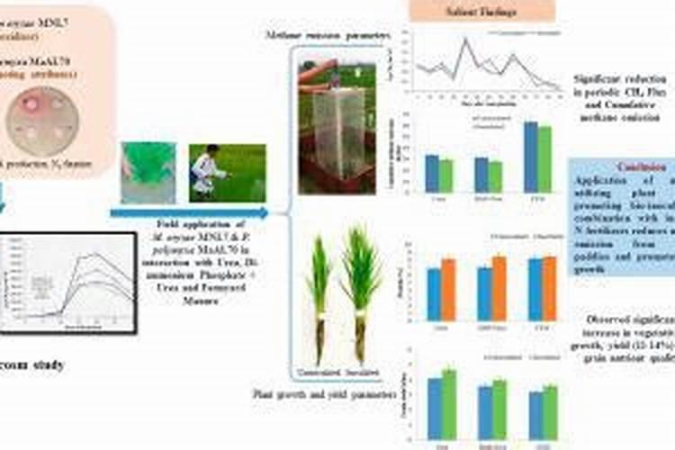 什么时候打蜜虫效果好