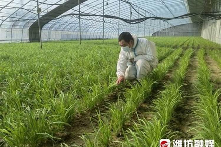 东北吉林大棚韭菜施肥方案