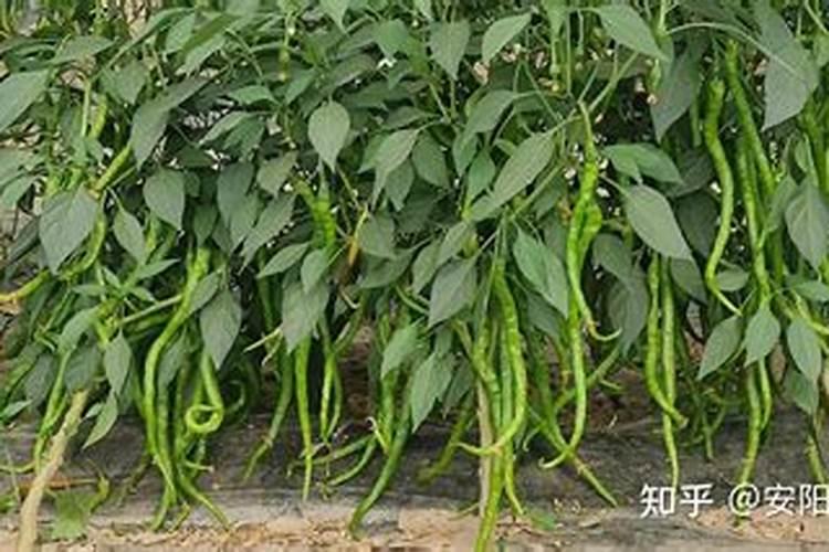 辣椒生长需要什么肥料