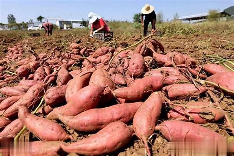栽红薯用什么肥料好