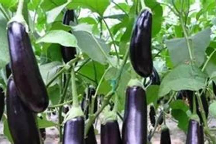 茄子栽培钾肥施用误区后期追施钾肥有什么坏处？