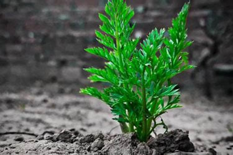 水溶肥知名品牌有哪些？