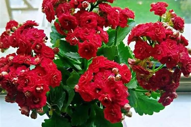 水溶肥≠冲施肥!千万别再搞混了!