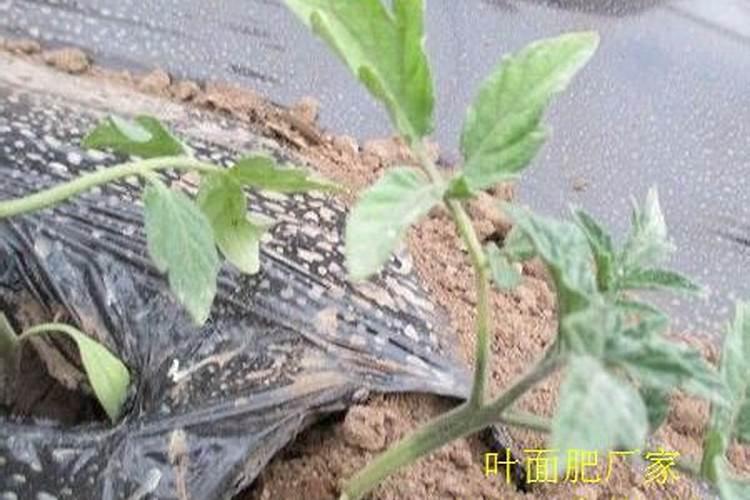 叶片发黄应该施什么肥