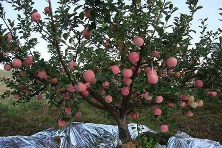 果树开花前需要施什么肥料