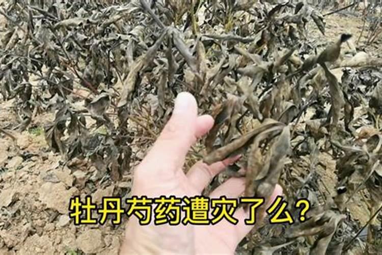 农用硝酸钾的作用与用途是什么(农用硝酸钾的作用与用途)