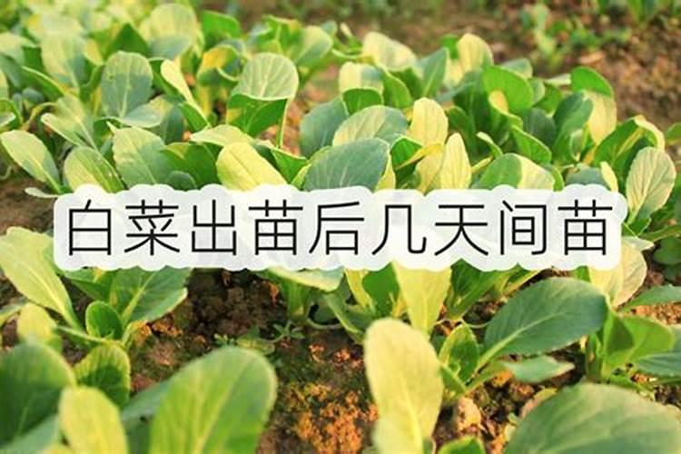 秋白菜用什么化肥合适给秋白菜施肥哪些是要注意的