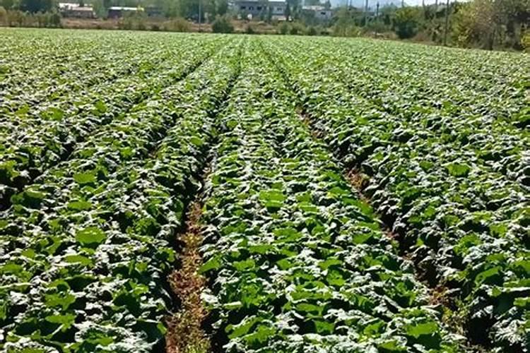 请问老师大白菜腐烂打什么药