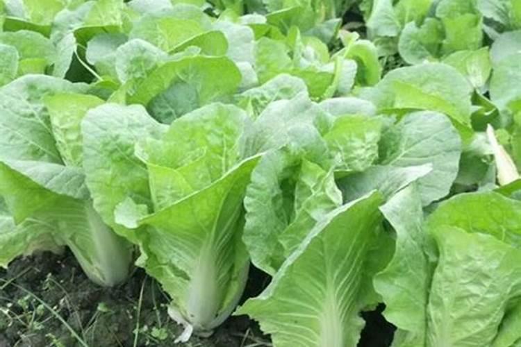 秋白菜什么时候浇水好 秋白菜最佳浇水时间