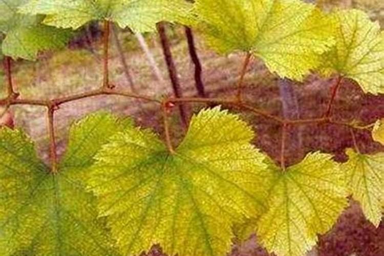 苹果开花后需要用什么肥料？