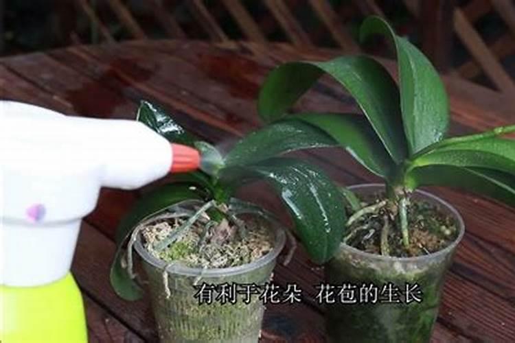 蝴蝶兰夏季怎么施肥
