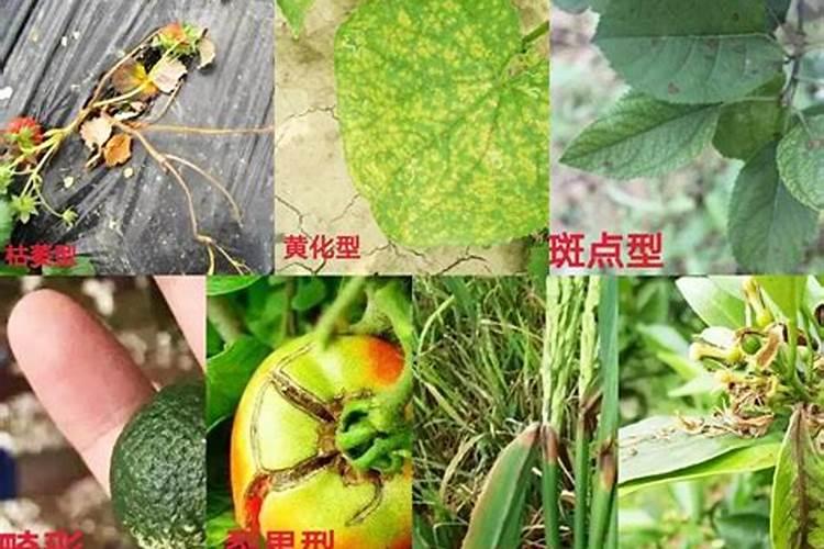 苹果上色最快打什么药 苹果上色打什么药最好