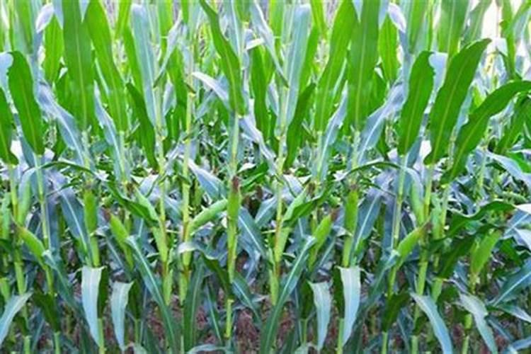 玉米穗肥啥时候追