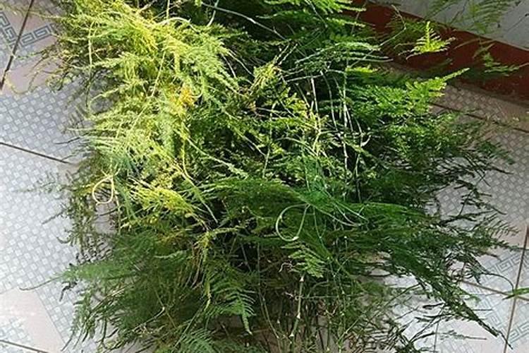 水稻硅肥正确使用方法